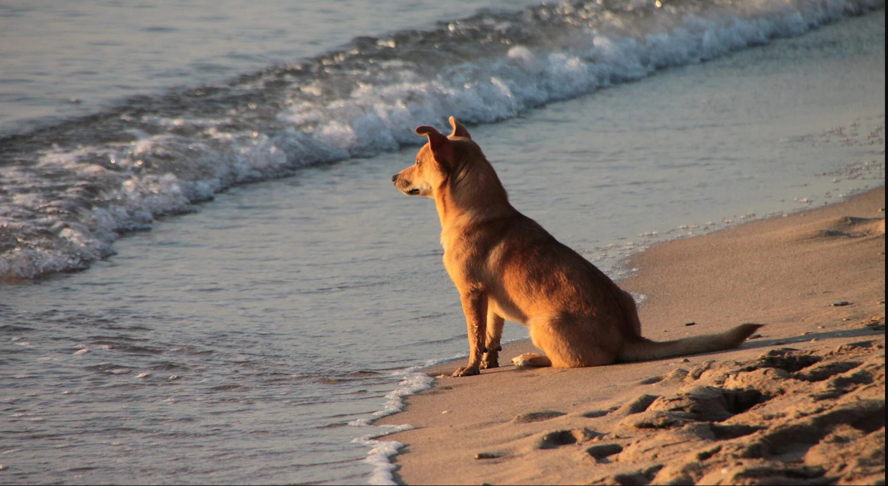 Alquileres Vacacionales que permite Mascotas