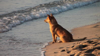 Alquileres Vacacionales que permite Mascotas